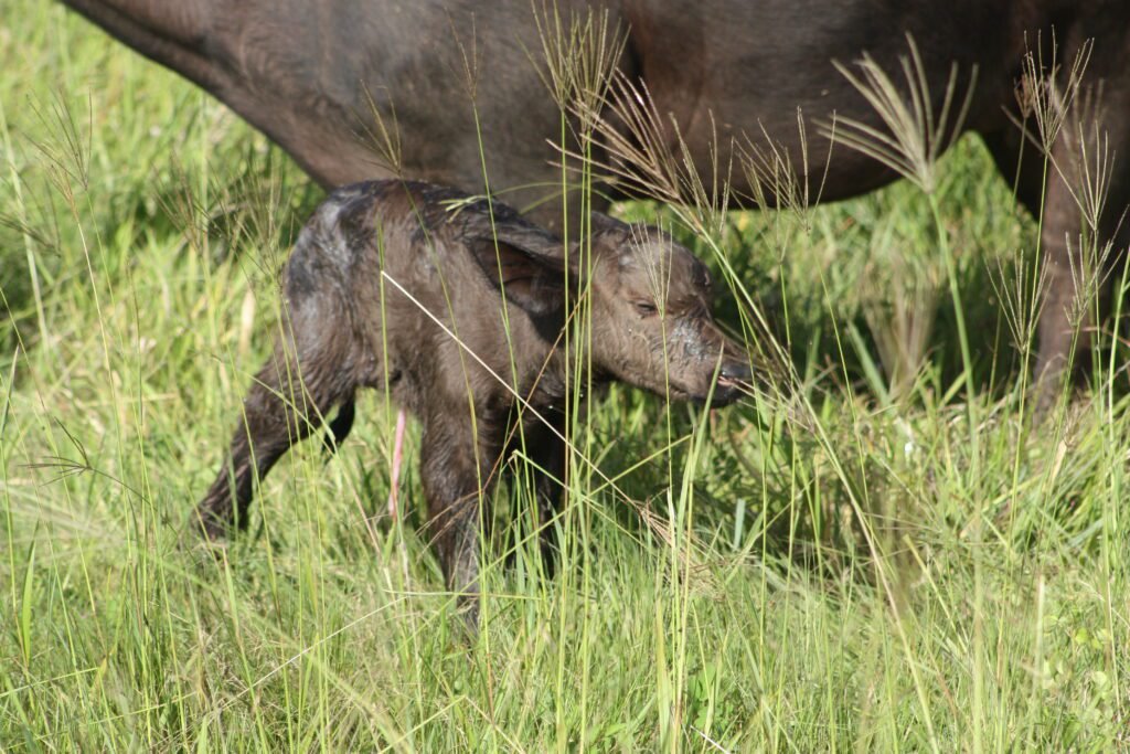 Once a ploughed field… now a playground for buffalo.