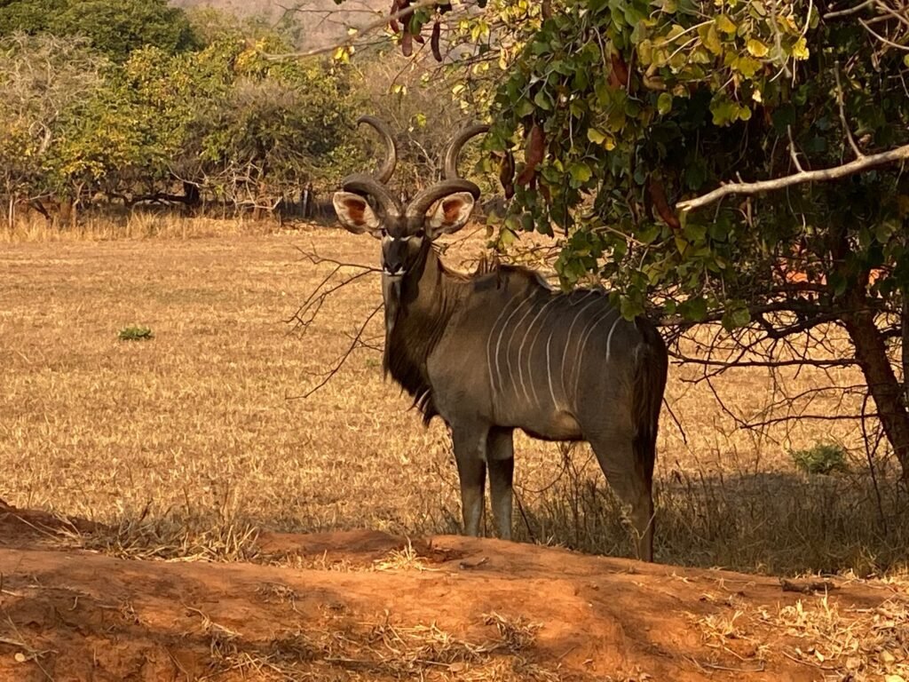 Kudu Male