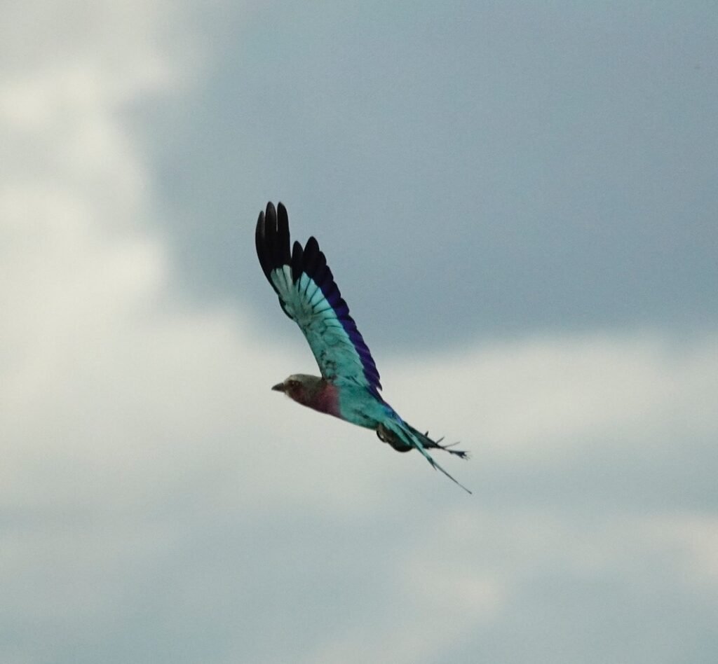 Lilac Breasted Roller
