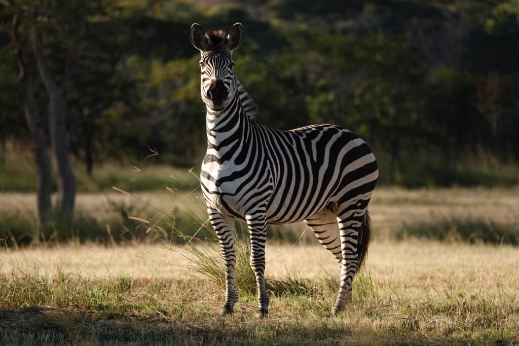 Single Zebra Single Zebra