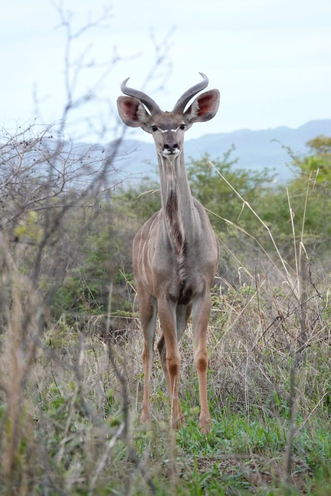 Kudu Young Male