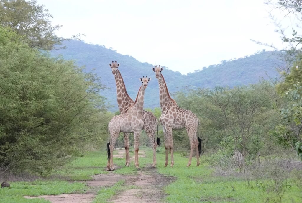 Three Giraffe