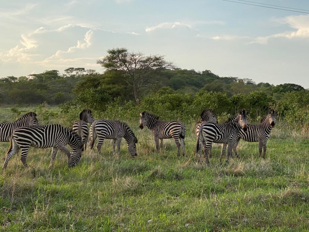 Zebra Grasslands