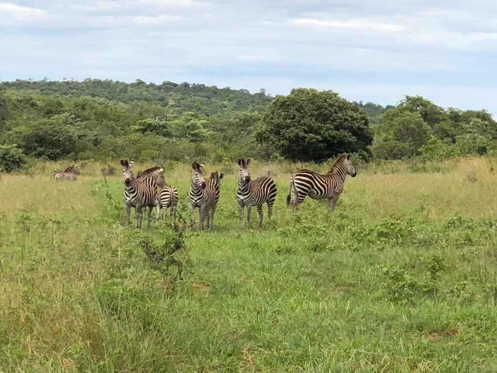 Zebra