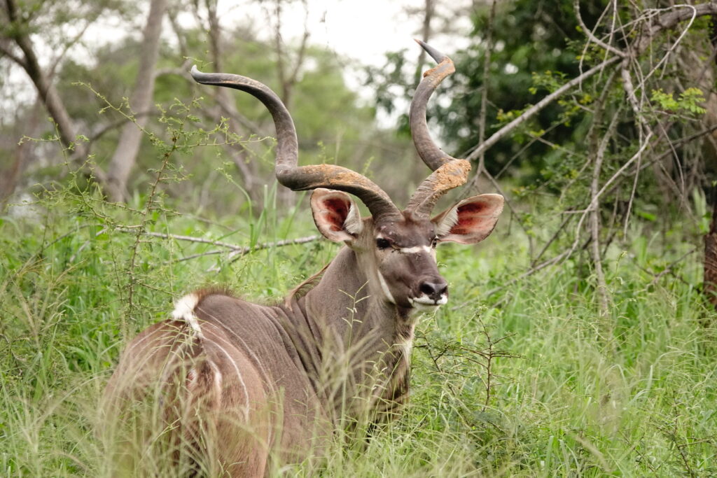 Magical Game Drive Sights
