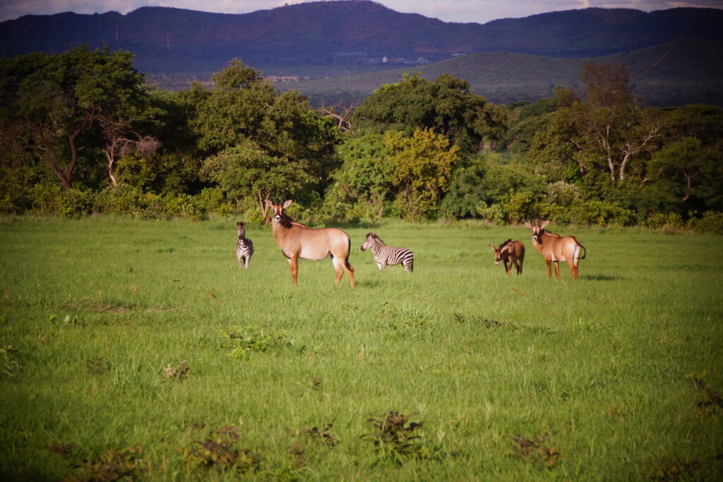 Kukula Safari