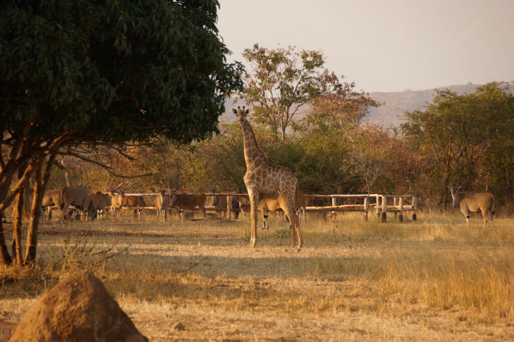 Majestic Giraffe
