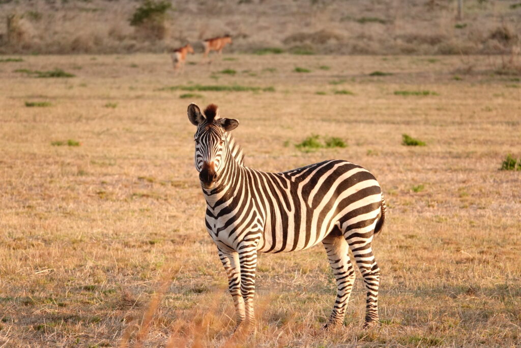 Sunset Zebra
