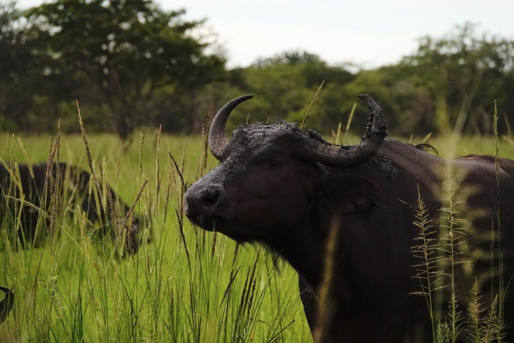 Buffalo