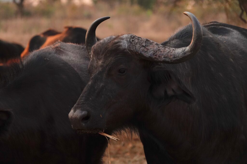 Buffalo
