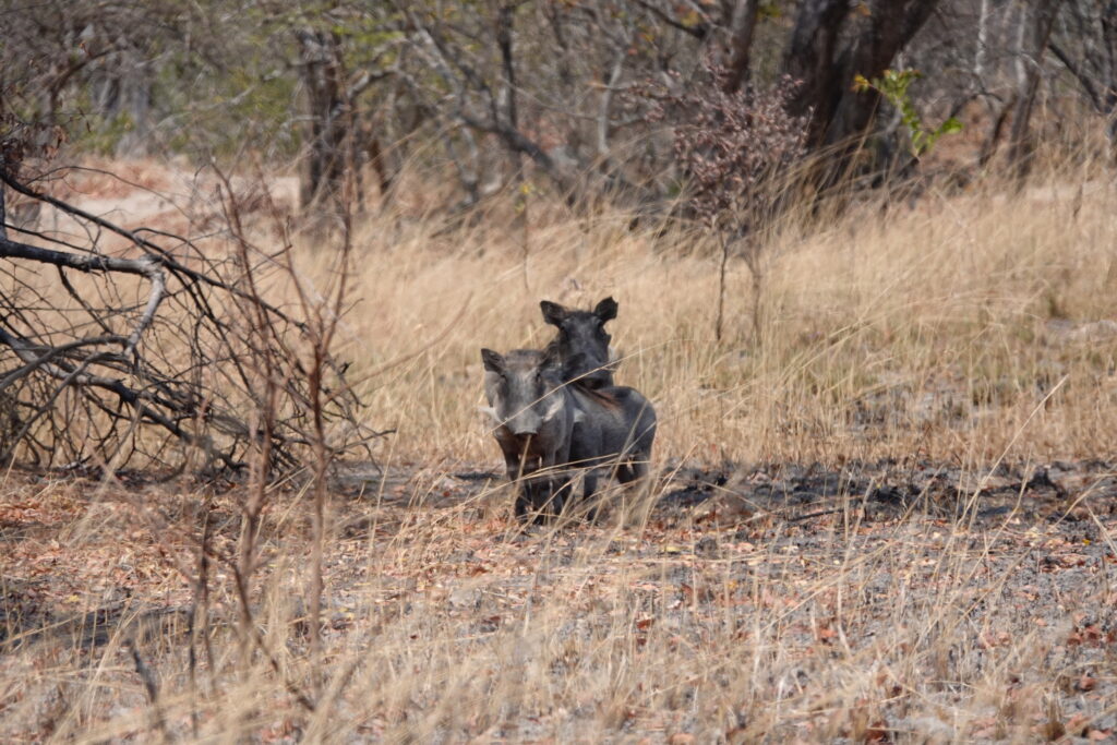 Warthog