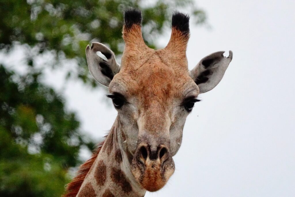 Giraffe