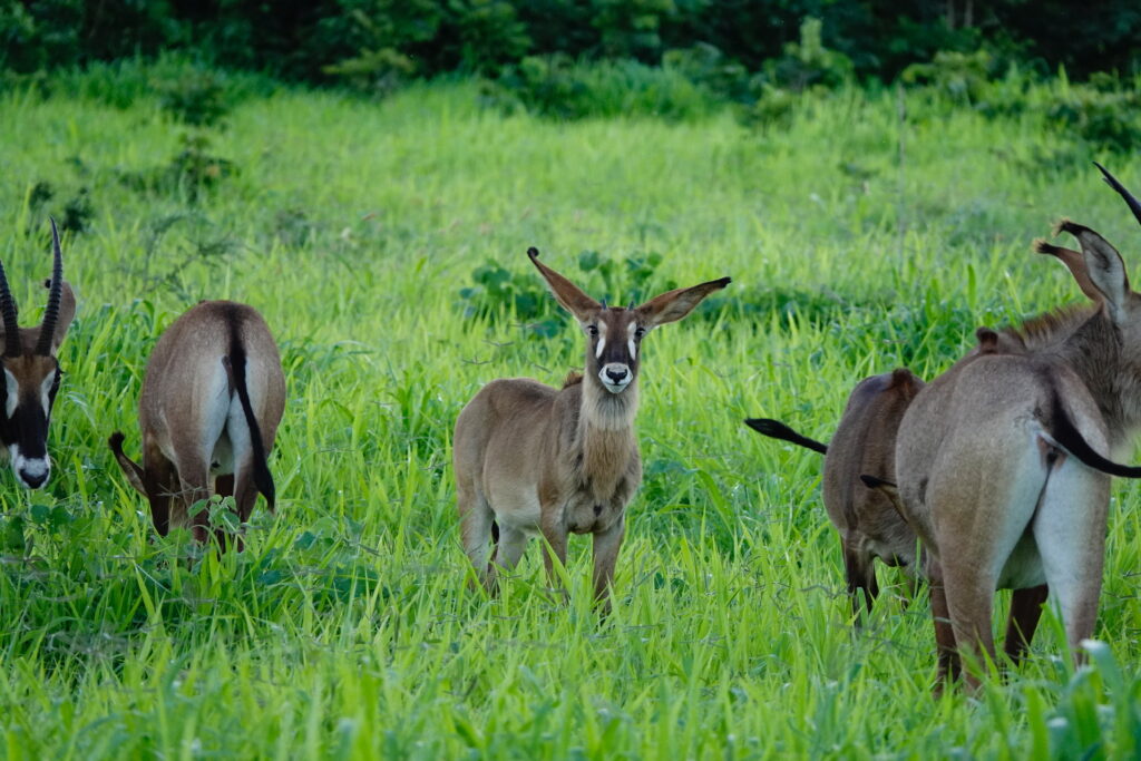 Special Wildlife Moments