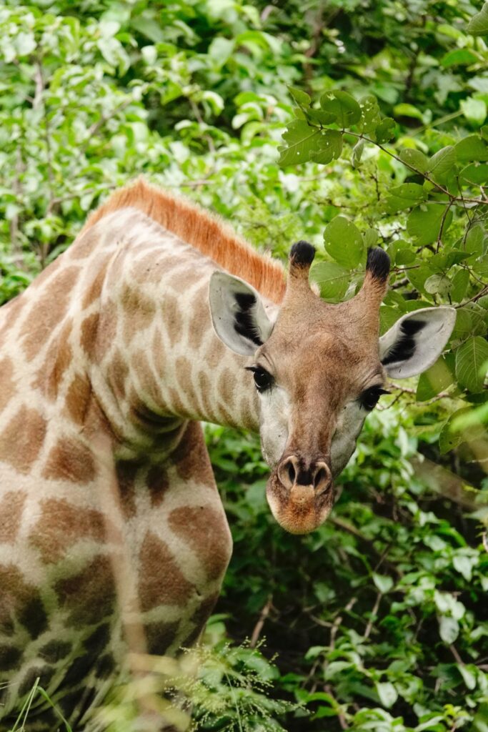 Giraffe Funny