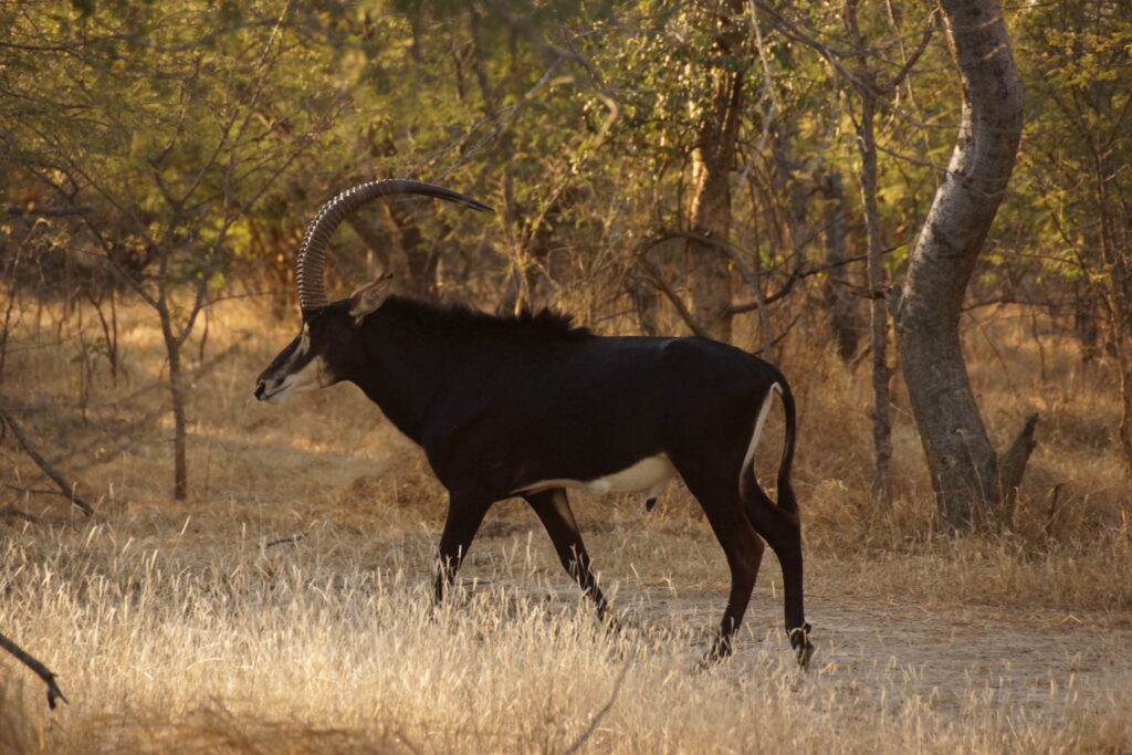 Safari Life