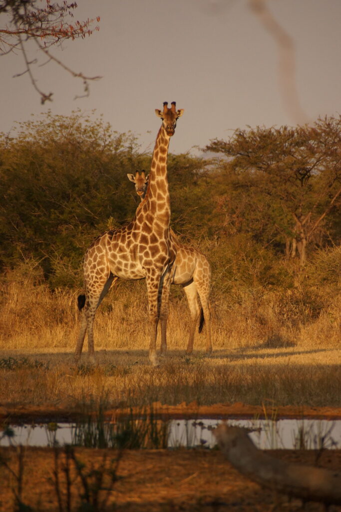 Giraffe