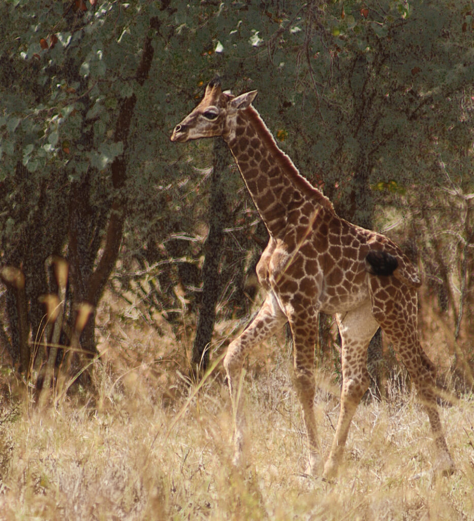Baby Giraffe