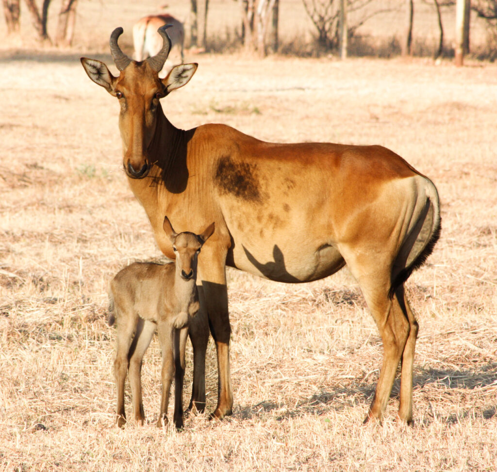 Kukula Safari