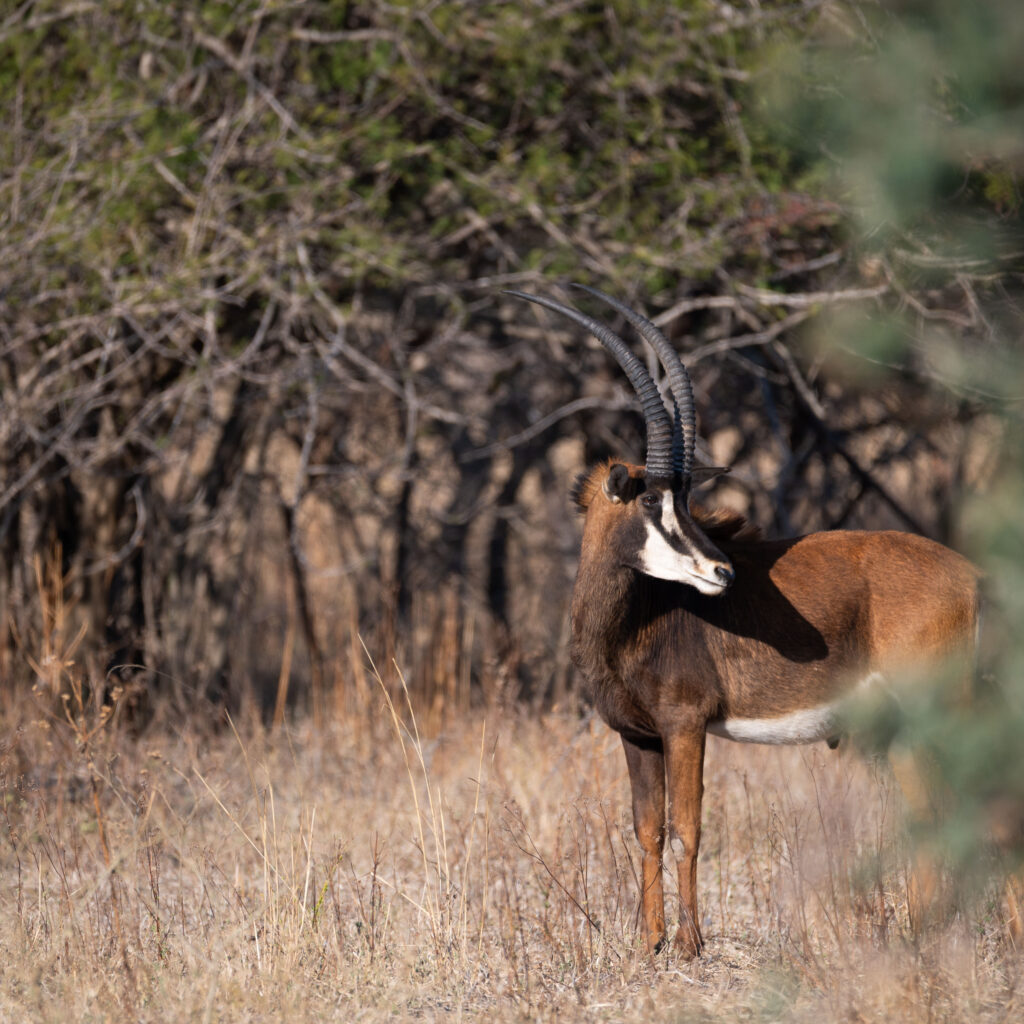 Game Drive