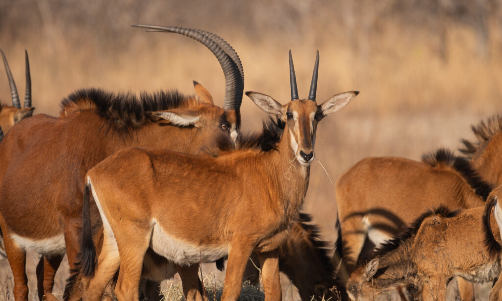 Kukula Game Drive
