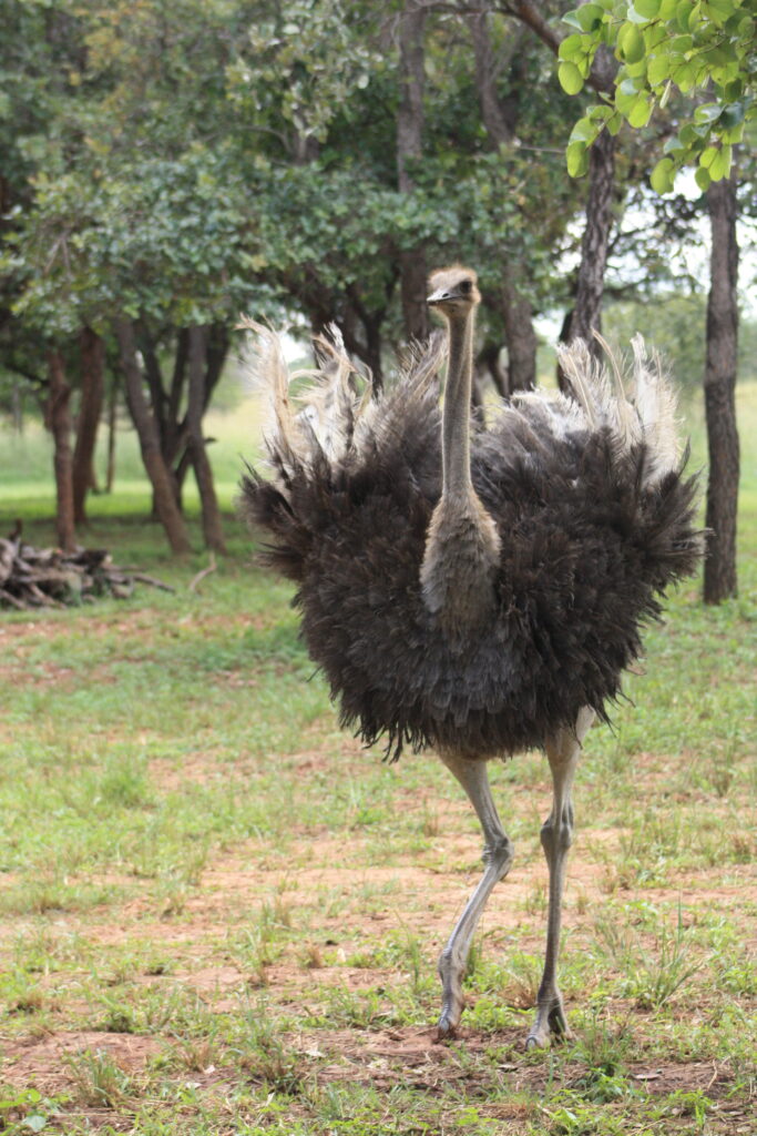 Ostrich Camp