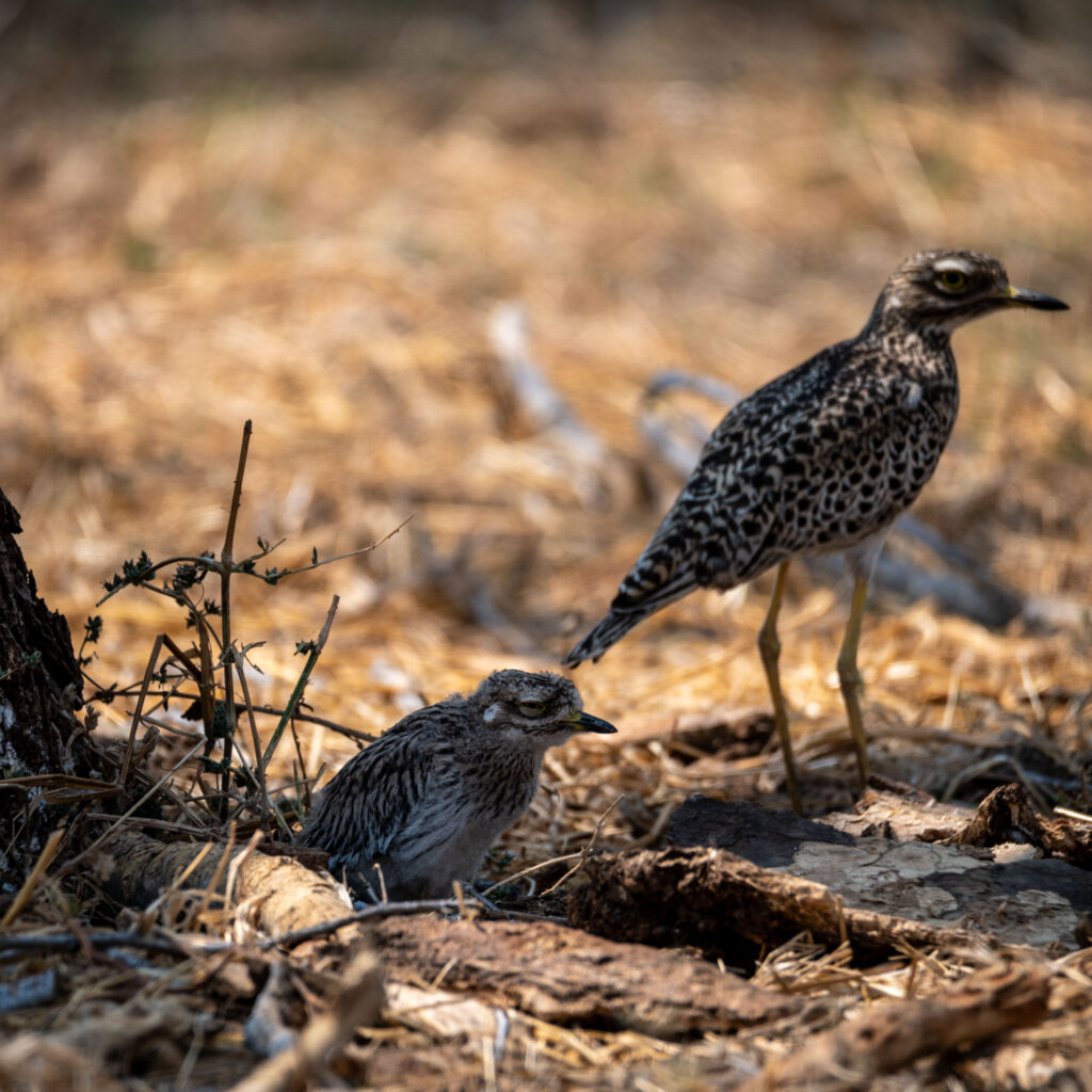 Thick Knee Family